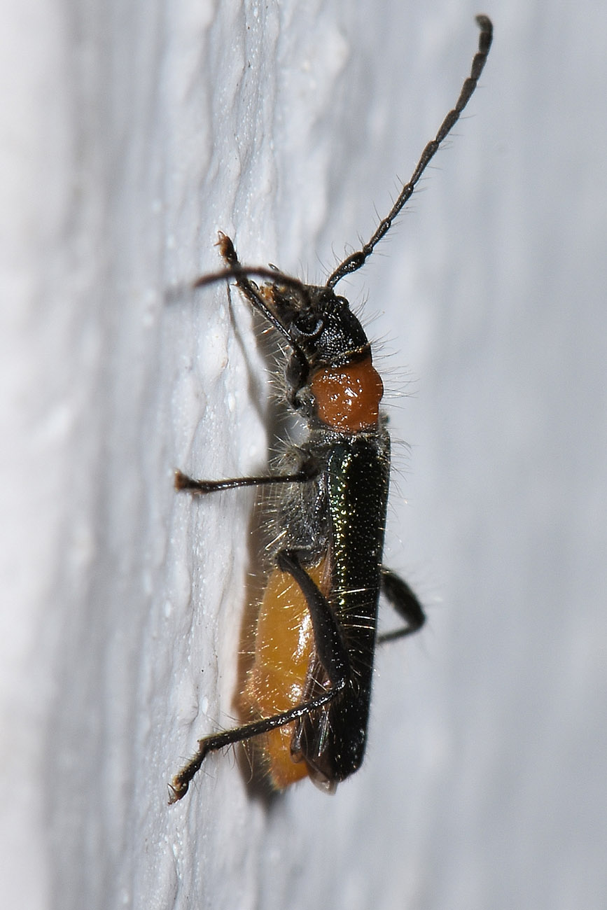 Cerambycidae:  Callimus abdominalis (e Callimus angulatus)